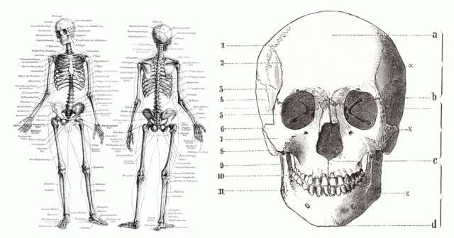 Skull Wikimedia Options